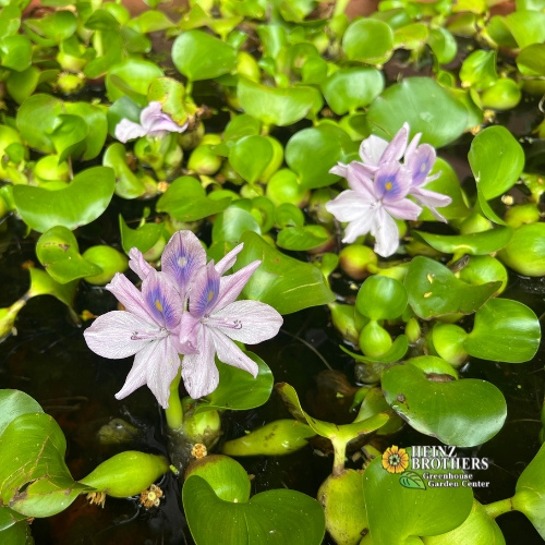 Pond plants