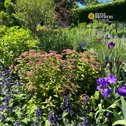 Various trees and shrubs at Heinz Brothers