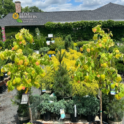 Various trees and shrubs at Heinz Brothers