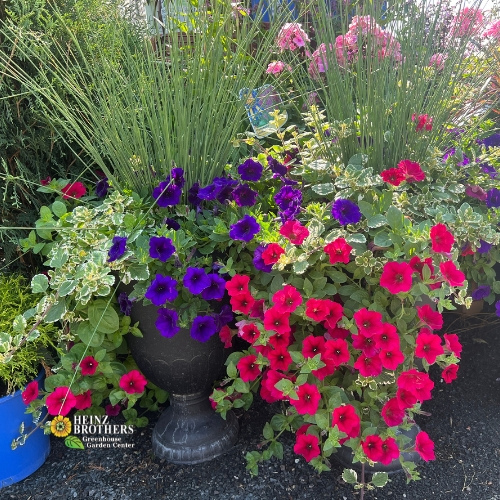 Pink and purple flower hanging basket