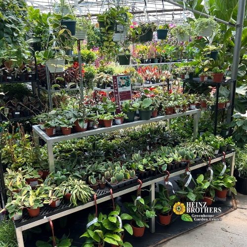 Various houseplants