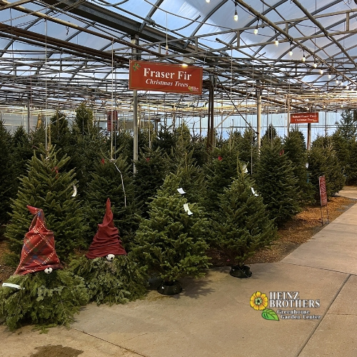 Heinz Brothers Christmas trees
