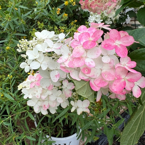 Various trees and shrubs at Heinz Brothers