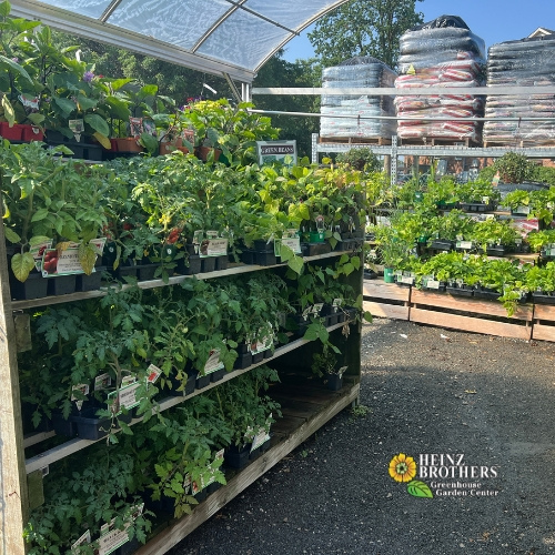 Edible garden plants