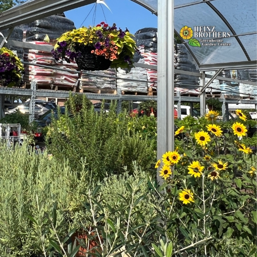 Edible garden plants