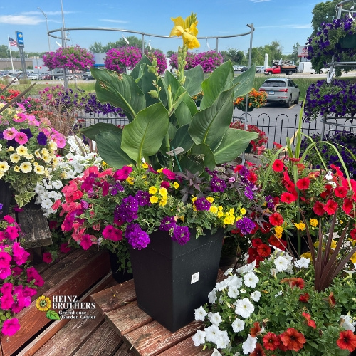 Mixed flower hanging basket