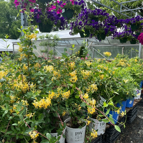 Various perennials at Heinz Brothers