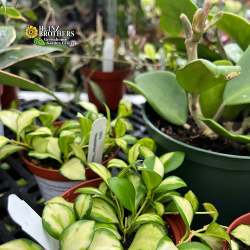 Various houseplants