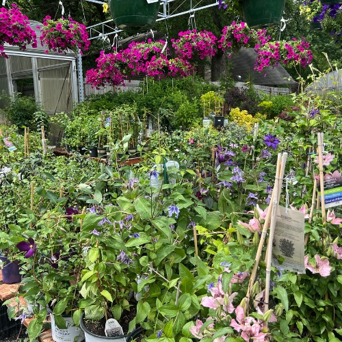 Various perennials at Heinz Brothers