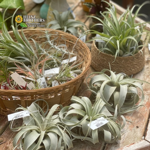 Various houseplants