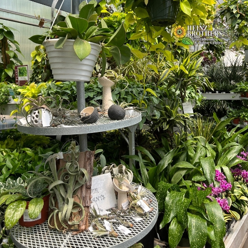 Various houseplants