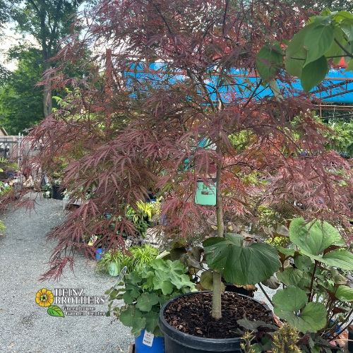 Various trees and shrubs at Heinz Brothers