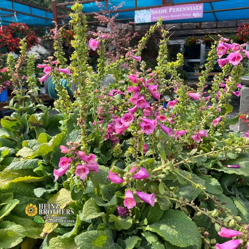 Various perennials at Heinz Brothers
