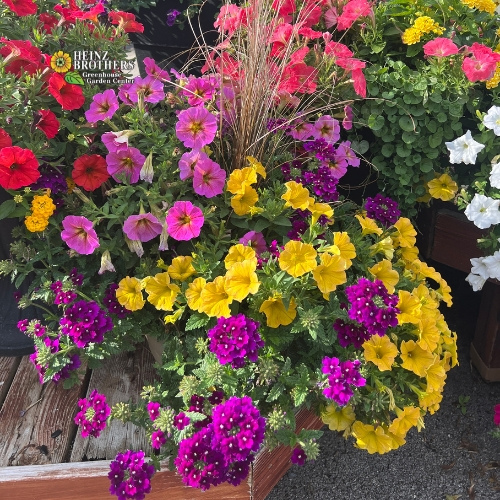 Pink, yellow and purple flower hanging basket