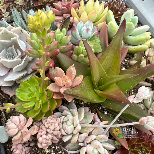 Fairy garden succulents