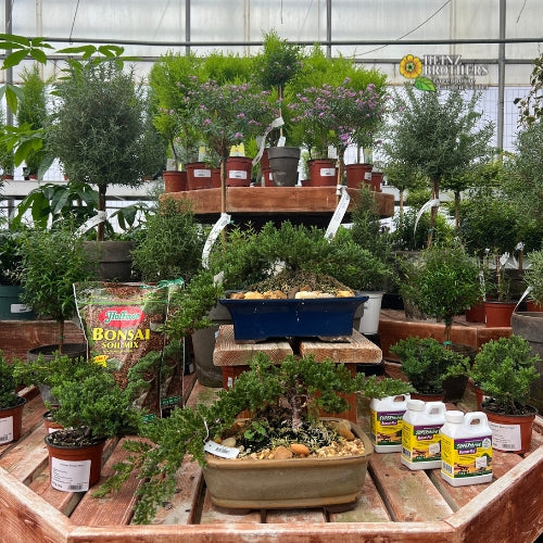 Fairy garden plants