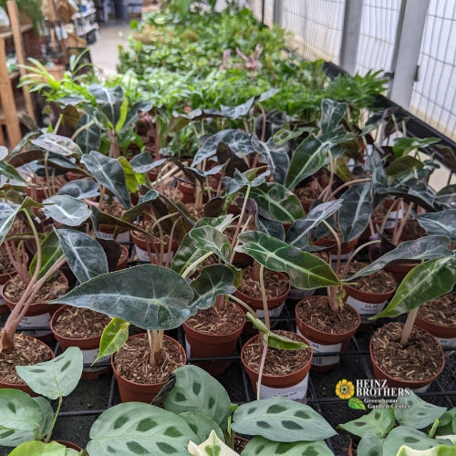 Fairy garden plants