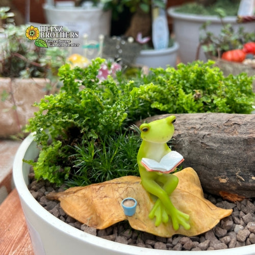 Fairy garden succulents and statues