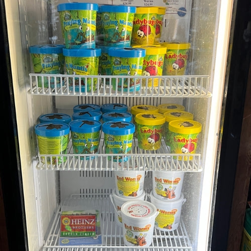 Garden and plants care insects inside of a small clear fridge
