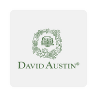 David Austin