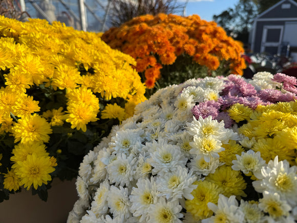 image of mum plants in yellow, white, orange, pink and yellow available at heinz brothers greenhouse garden center