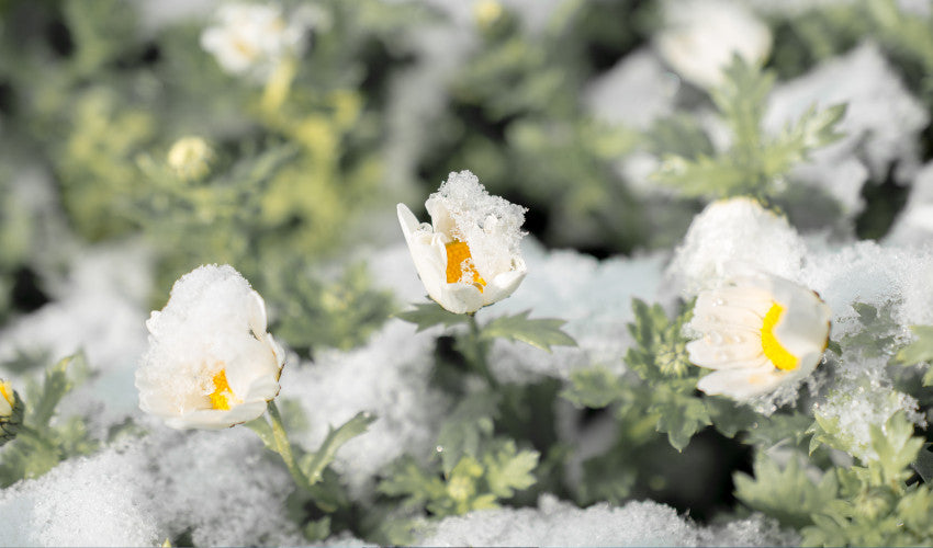 Early Spring Planting Guide: What to Plant First (and When to Wait)