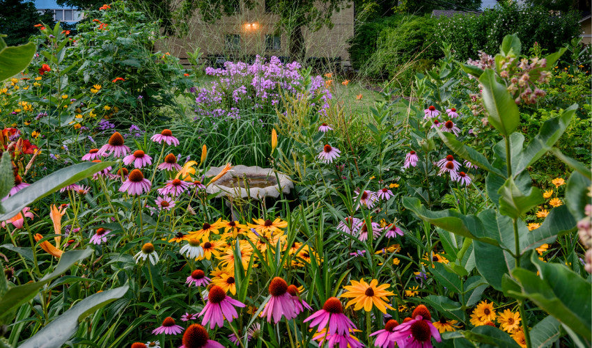 Growing A Perennial Garden