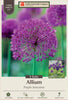 Netherland Bulb Company Allium 'Purple Sensation' (8 Bulbs)