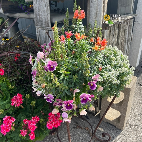 mixed flower hanging basket