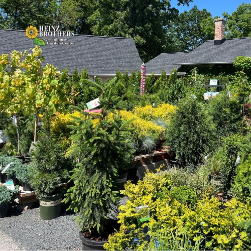 Various trees and shrubs at Heinz Brothers