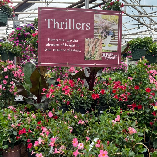 Annuals and Tropicals