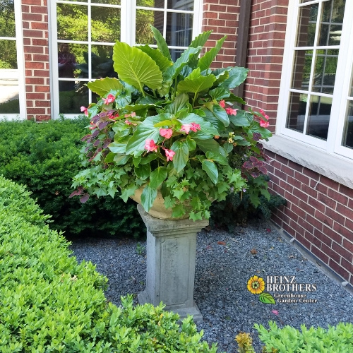 Summer plant containers