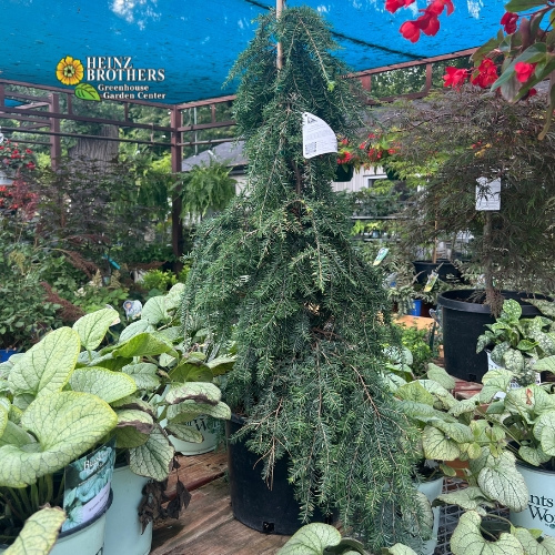 Various trees and shrubs at Heinz Brothers