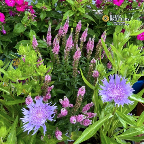 Various perennials at Heinz Brothers