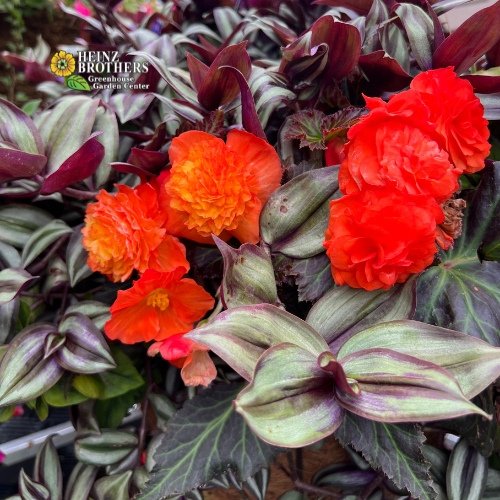 Orange flower hanging basket