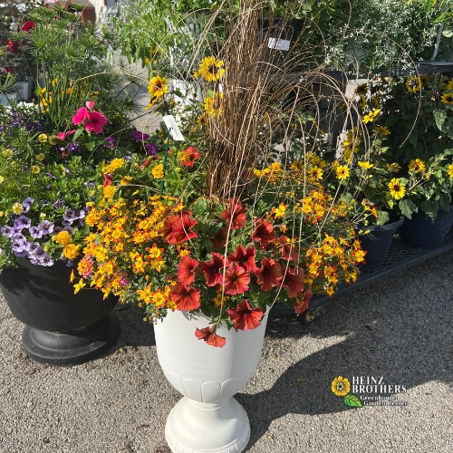 Mixed flower hanging basket