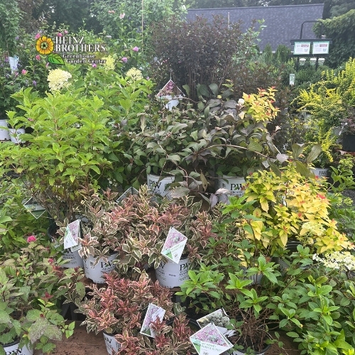 Various trees and shrubs at Heinz Brothers