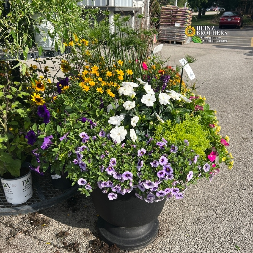 Mixed flower hanging basket