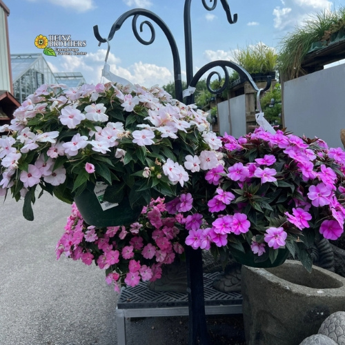 Purple flower hanging baskets