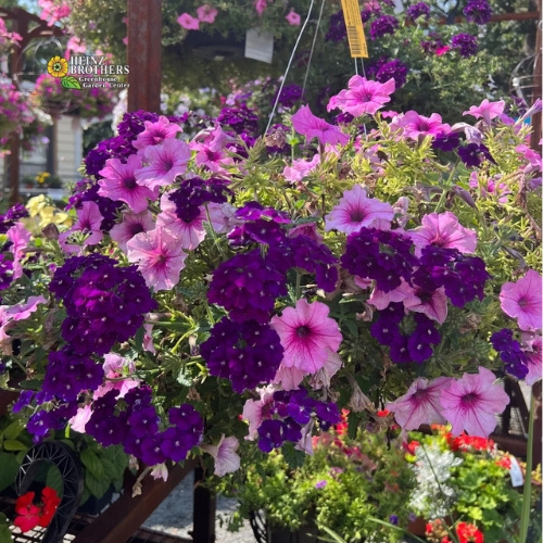 Purple flower hanging basket