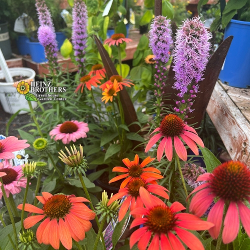 Various perennials at Heinz Brothers