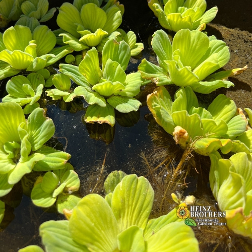 Pond plants