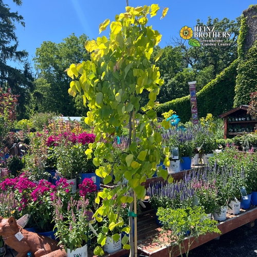 Various trees and shrubs at Heinz Brothers