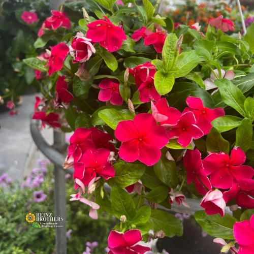 Pink flower hanging basket