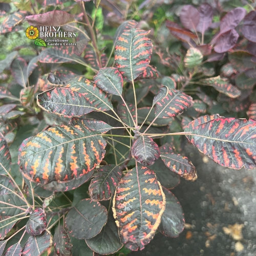 Various trees and shrubs at Heinz Brothers