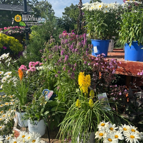 Various perennials at Heinz Brothers