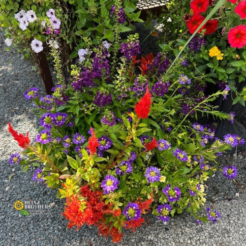 Mixed flower hanging basket