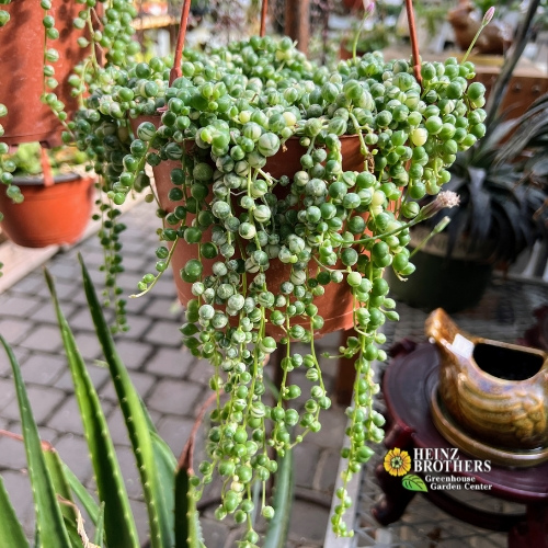 Various houseplants