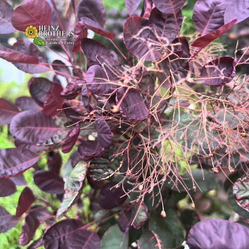 Various trees and shrubs at Heinz Brothers