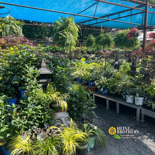 Various perennials at Heinz Brothers